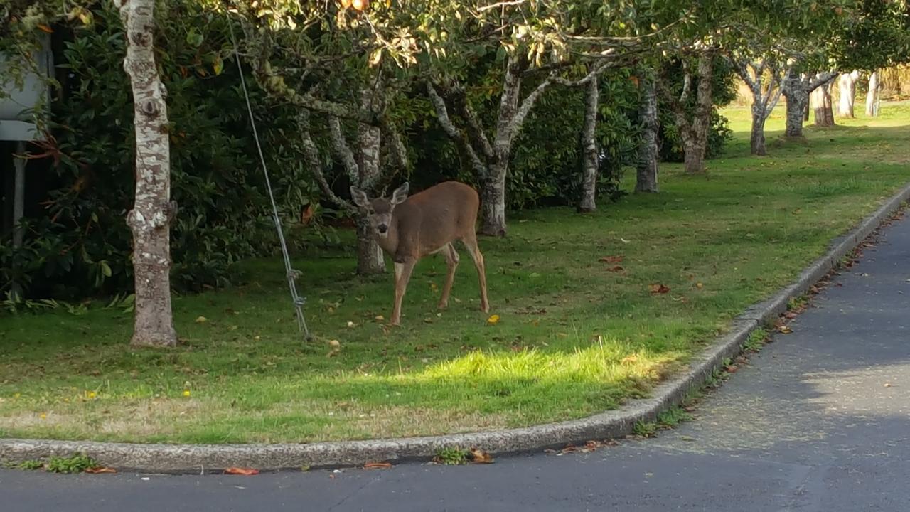 Winchester Bay Inn Reedsport Bilik gambar